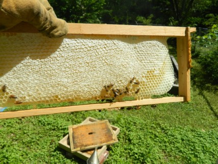 All the Bees are looking good.